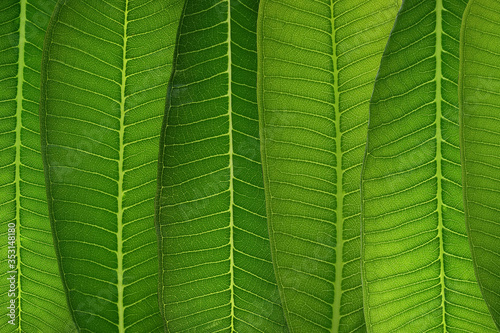 plumeria leaf closeup texture vivid green color for pattern and background design