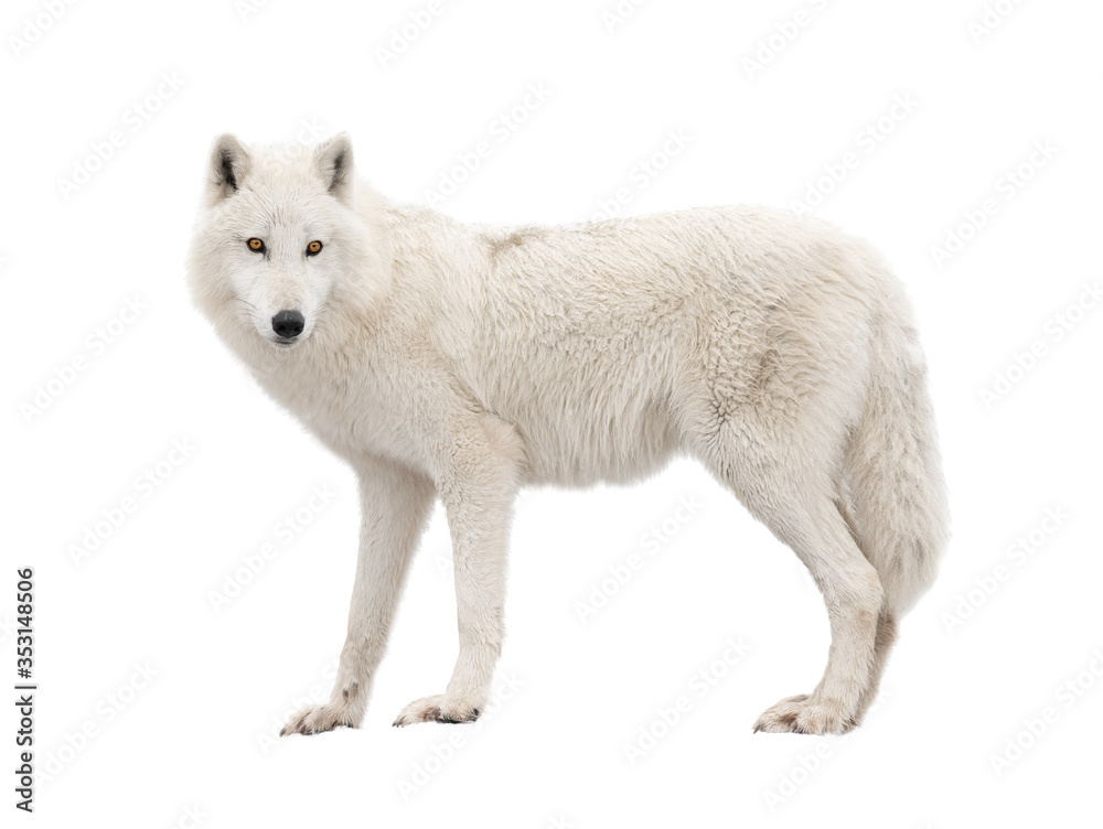 Polar wolf isolated on a white background. Polar wolf isolated on a white background.