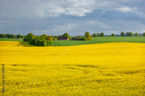Fototapeta Naklejka Na Ścianę i Meble -  Rzepak - żółte kwiaty rzepaku - krajobraz rolniczy, Polska, Warmia i mazury
