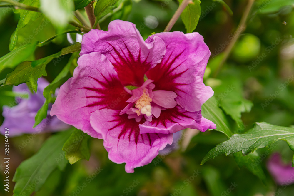 Hibiscus syriacus flower, blooming with green leaves background Hibiscus syriacus flower, blooming with green leaves background