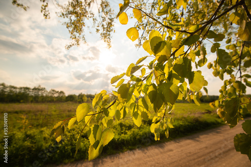 Fototapeta Naklejka Na Ścianę i Meble -  Zielone liście na tle słońca 
