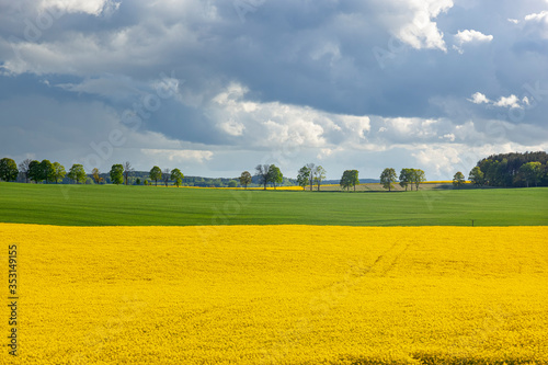 Fototapeta Naklejka Na Ścianę i Meble -  Rzepak - żółte kwiaty rzepaku - krajobraz rolniczy, Polska, Warmia i mazury