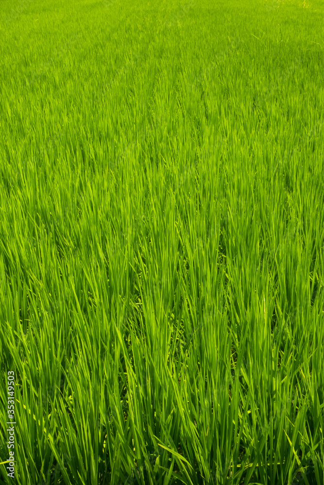 the green and fresh grass land