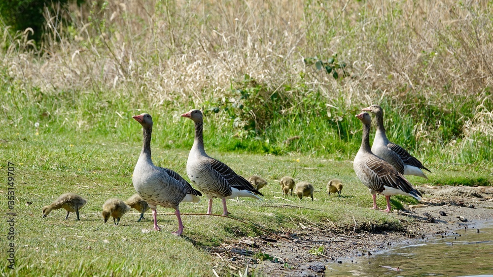 Gänsefamilie, Gans, Wildgans, Graugans Gänsefamilie, Gans, Wildgans, Graugans