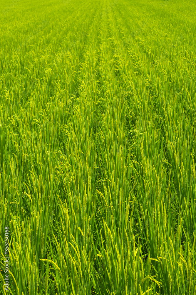 the green and fresh grass land