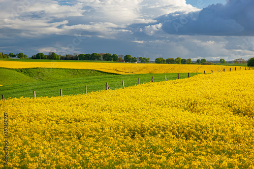 Fototapeta Naklejka Na Ścianę i Meble -  Rzepak - żółte kwiaty rzepaku - krajobraz rolniczy, Polska, Warmia i mazury