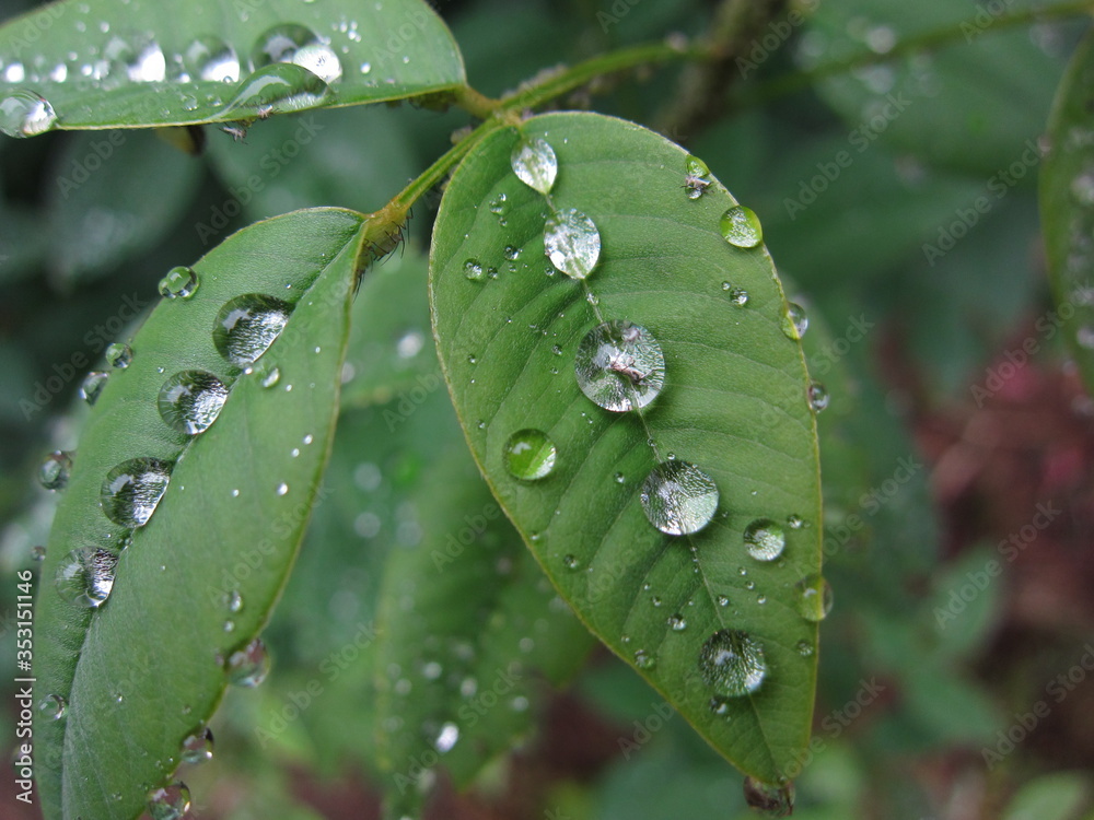 雨上がりの水滴(萩の葉) 雨上がりの水滴(萩の葉)