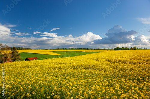 Obraz w ramie Rzepak - żółte kwiaty rzepaku - krajobraz rolniczy, Polska,  Warmia i mazury - rzepak, pole, niebo, fototapety | Foteks