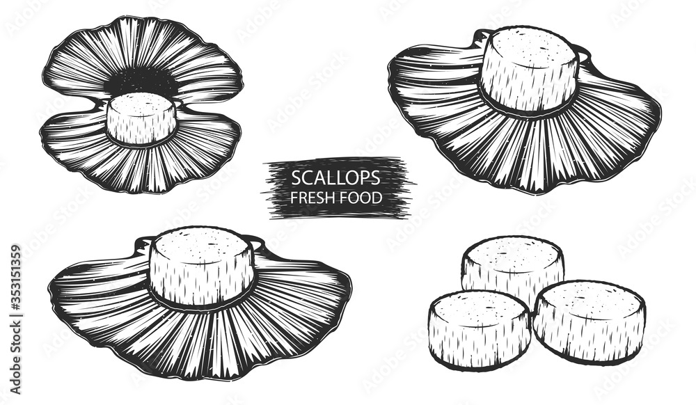 Vetor de Scallops isolated vector illustration. Clams seafood