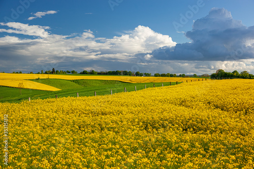 Fototapeta Naklejka Na Ścianę i Meble -  Rzepak - żółte kwiaty rzepaku - krajobraz rolniczy, Polska, Warmia i mazury