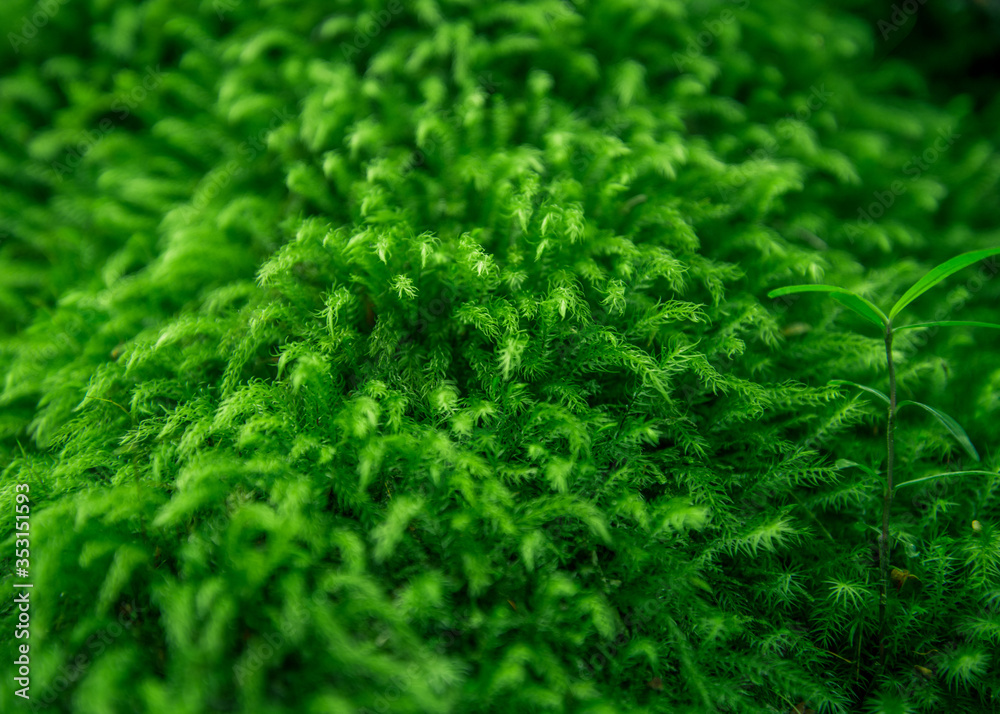 green grass texture background green grass texture background