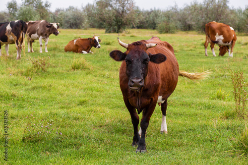Rural cows graze on a green meadow. Rural life. Animals. agricultural country