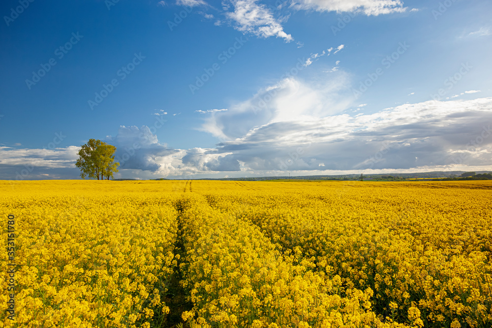 Rzepak - żółte kwiaty rzepaku - krajobraz rolniczy, Polska, Warmia i mazury