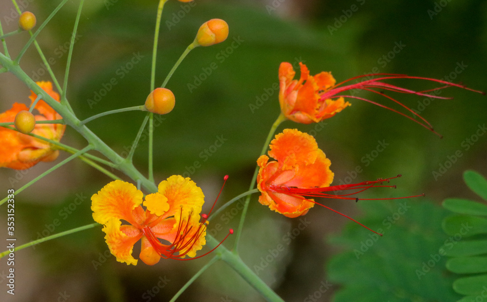 orange flowers in the garden orange flowers in the garden