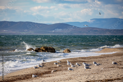 Fototapeta Naklejka Na Ścianę i Meble -  Selective shallow focus on a flock of seagulls resting on the beach and looking towards the sea. Late autumn scenery day near the village of Fanari, region of Xanthi, Northern Greece