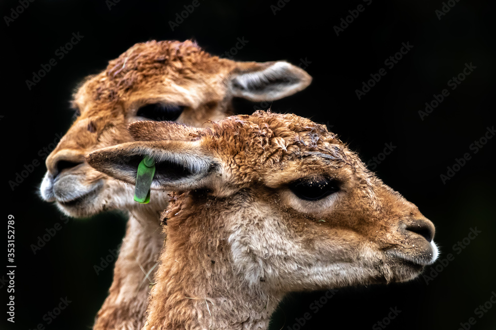 two vikunjas in profile pose two vikunjas in profile pose