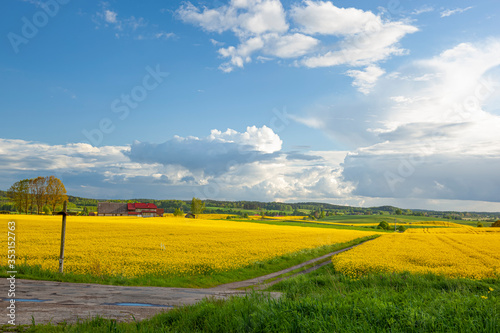 Fototapeta Naklejka Na Ścianę i Meble -  Rzepak - żółte kwiaty rzepaku, przydrożny krzyż - krajobraz rolniczy, Polska, Warmia i mazury