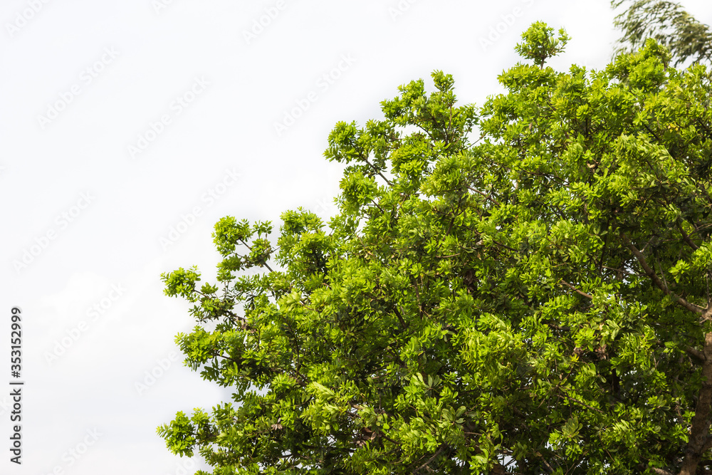 Beautifull green tree on a white background