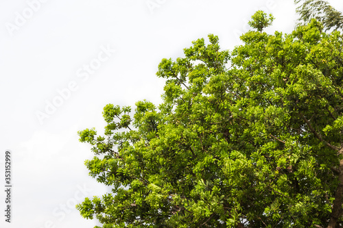 Beautifull green tree on a white background