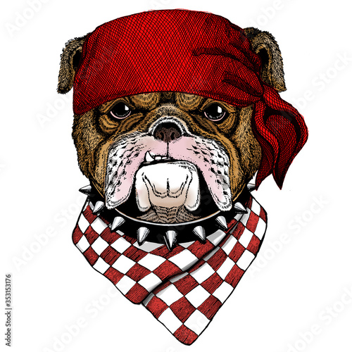 Bulldog, dog. Portrait of cute animal. Bandana. Pirate. Motorcycle.