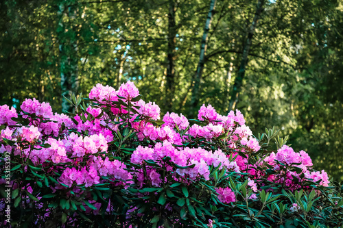 Bush of beautiful pink Rhododendron flowers