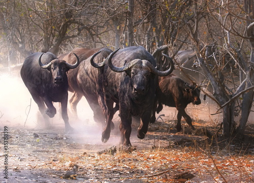 Cuadro en lienzo buffalo in the wild