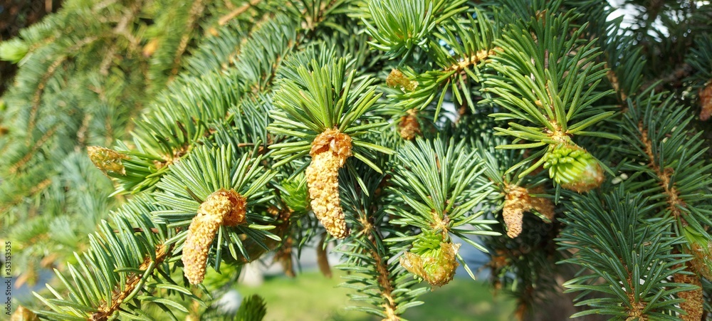 Diseased spruce in the forest, damaged bark Picea abies, damaged by worms, for felling. Diseased spruce in the forest, damaged bark Picea abies, damaged by worms, for felling.