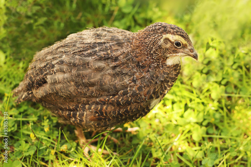 Fotomurale young brown japanese quail