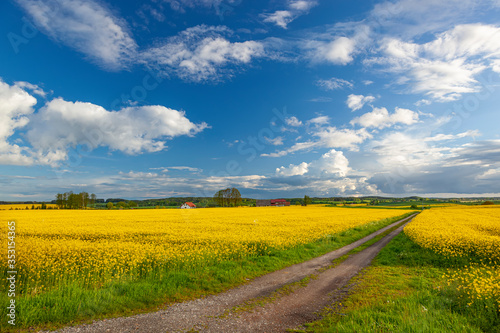 Rzepak -       te kwiaty rzepaku - krajobraz rolniczy  Polska  Warmia i mazury