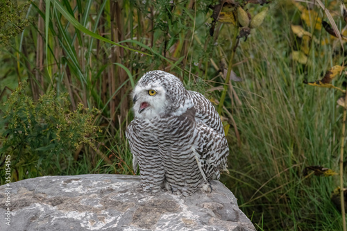 Juvenile Snowy Owl with its mouth open, standing on a rock in the middle of a field.