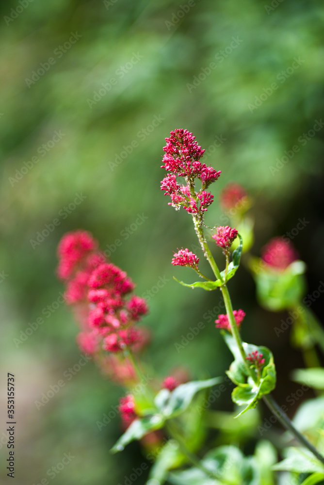 Red valerian blooming in garden springtime. Red valerian blooming in garden springtime.