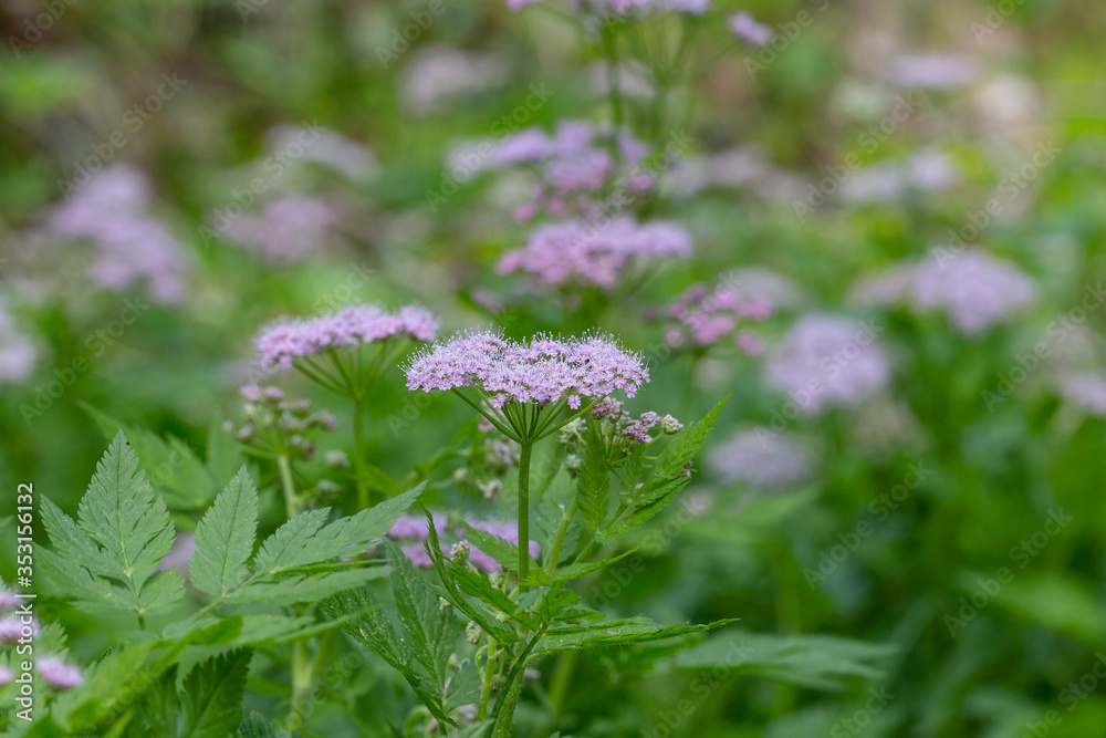 Hairy Chervil (Chaerophyllum hirsutum). Chaerophyllum hirsutum is a species of plant in the Apiaceae family, common in Europe. Hairy Chervil (Chaerophyllum hirsutum). Chaerophyllum hirsutum is a species of plant in the Apiaceae family, common in Europe.