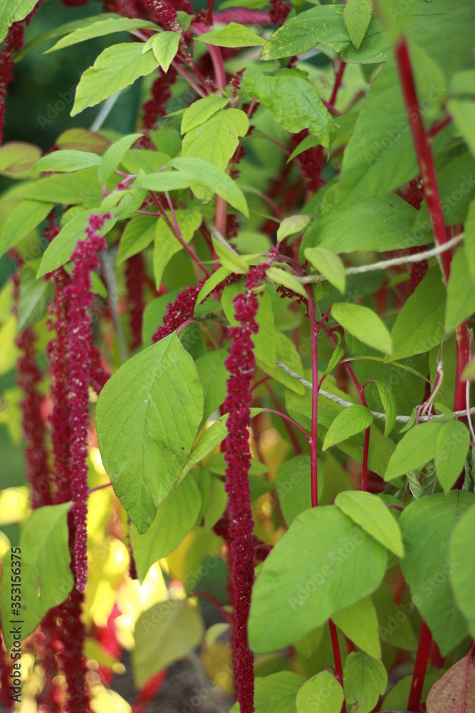 Blume, flower, floral, Nahaufnahme, Botanik Blume, flower, floral, Nahaufnahme, Botanik