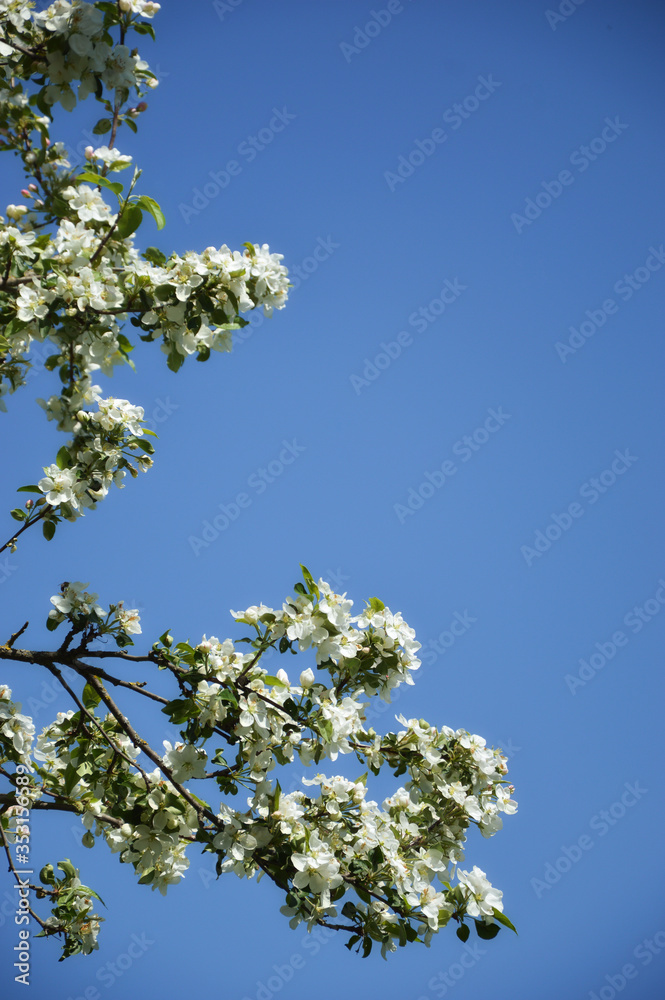 blooming Apple tree. a tree with white flowers. branches with white flowers against a blue sky. spring nature in the Park. blooming Apple tree. a tree with white flowers. branches with white flowers against a blue sky. spring nature in the Park.
