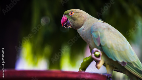 Indian rose ringed parakeet also known as Indian Parrot. Parrot eating red chillies photo