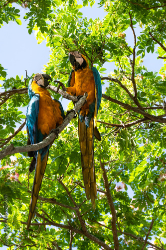 A pair of Blue and Yellow Macaws arguing over some food in a tree. © Chelsea Sampson