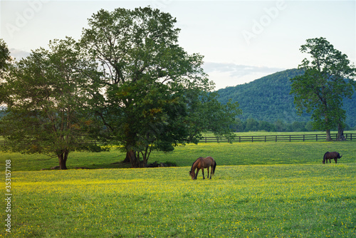 Obraz na plátně In the Blue Ridge Mountains, horses graze peacefully in the early evening in a pasture of buttercups with oak trees and a mountain in the background