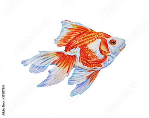 Canvas Print Gold fish isolated on white background