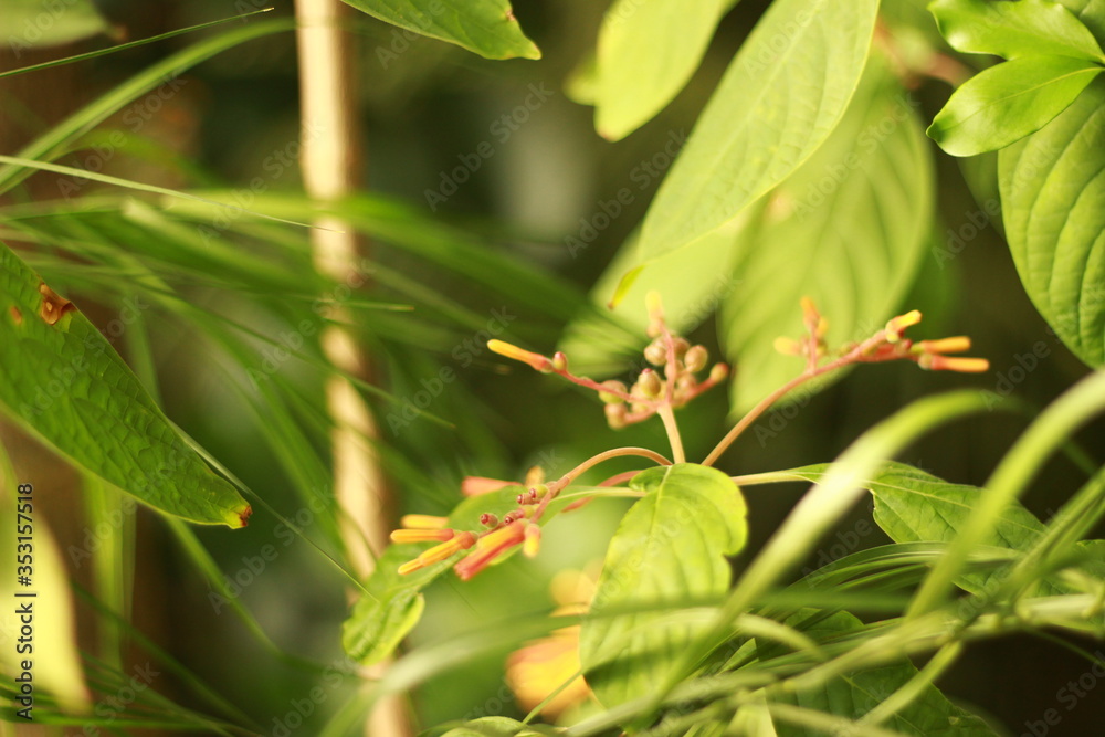 pflanze, baum, Blatt, Nahaufnahme, Natur pflanze, baum, Blatt, Nahaufnahme, Natur