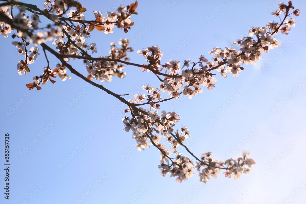 flowering branches of plums or cherries in spring.