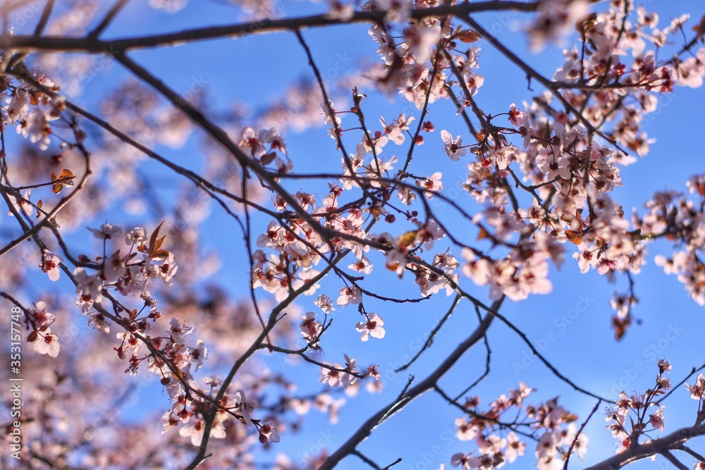 flowering branches of plums or cherries in spring. flowering branches of plums or cherries in spring.