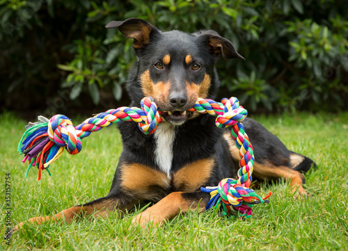 Cute tricolour Kelpie dog (an Australian breed of sheep dog) lying on grass holding a colourful rope toy in its mouth.