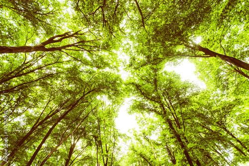 Spring green forest , view up, beautiful nature landscape.
