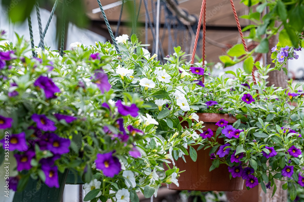 White and purple flowers calibrachoa in a pot with green leaves White and purple flowers calibrachoa in a pot with green leaves