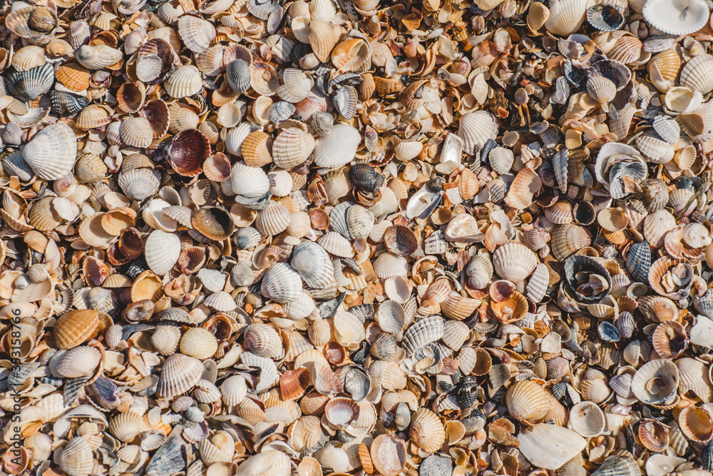 Small stones and shells by the sea with bokeh effect. Blurred decorative background, place for text. Summer wallpaper, sunny sunset light. Small stones and shells by the sea with bokeh effect. Blurred decorative background, place for text. Summer wallpaper, sunny sunset light.