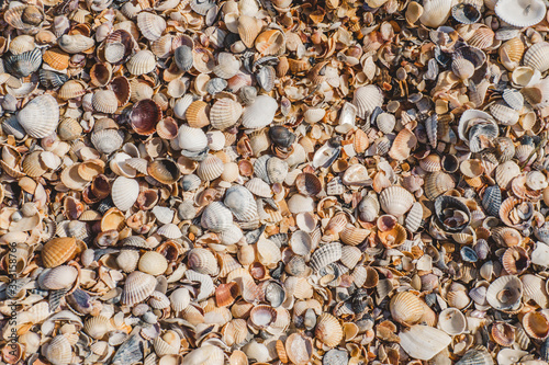 Small stones and shells by the sea with bokeh effect. Blurred decorative background, place for text. Summer wallpaper, sunny sunset light.
