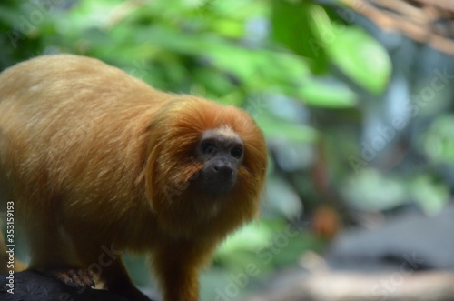 Golden lion tamarin (Leontopithecus rosalia)