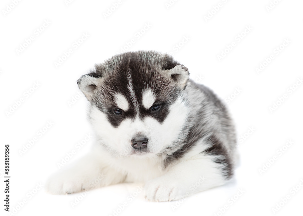 Black-white puppy of husky breed lies and looks at the camera. Isolated on a white background Black-white puppy of husky breed lies and looks at the camera. Isolated on a white background