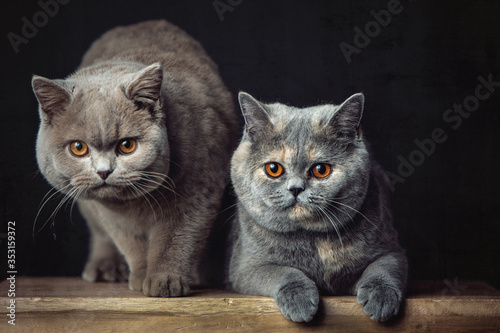Two Beautiful British shorthair cats posing in the studio
