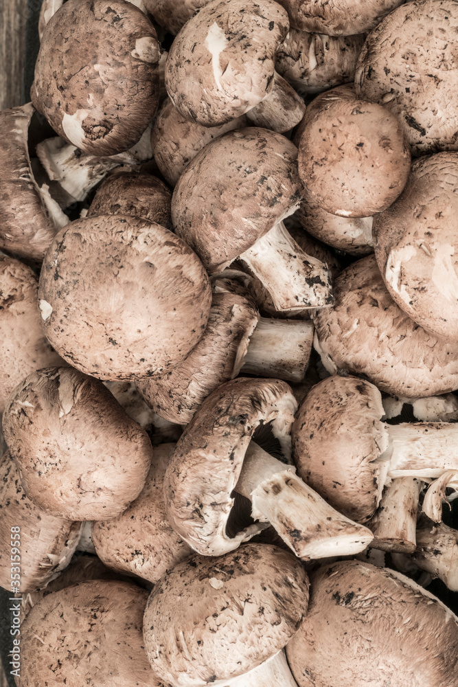 cultivated edible raw mushrooms as a background cultivated edible raw mushrooms as a background
